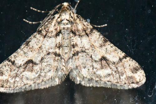 Agriopis leucophaearia